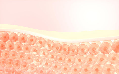 Ubiquinone (coenzyme Q10)